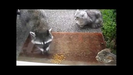 Как еноты воруют еду Забавные животные-воришки