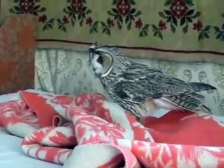 Как играть с совой Забавная сова