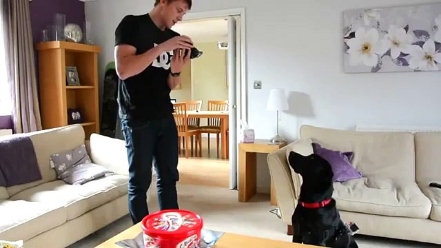 Как с собакой поиграть в прятки Хозяин и пёс играют в прятки