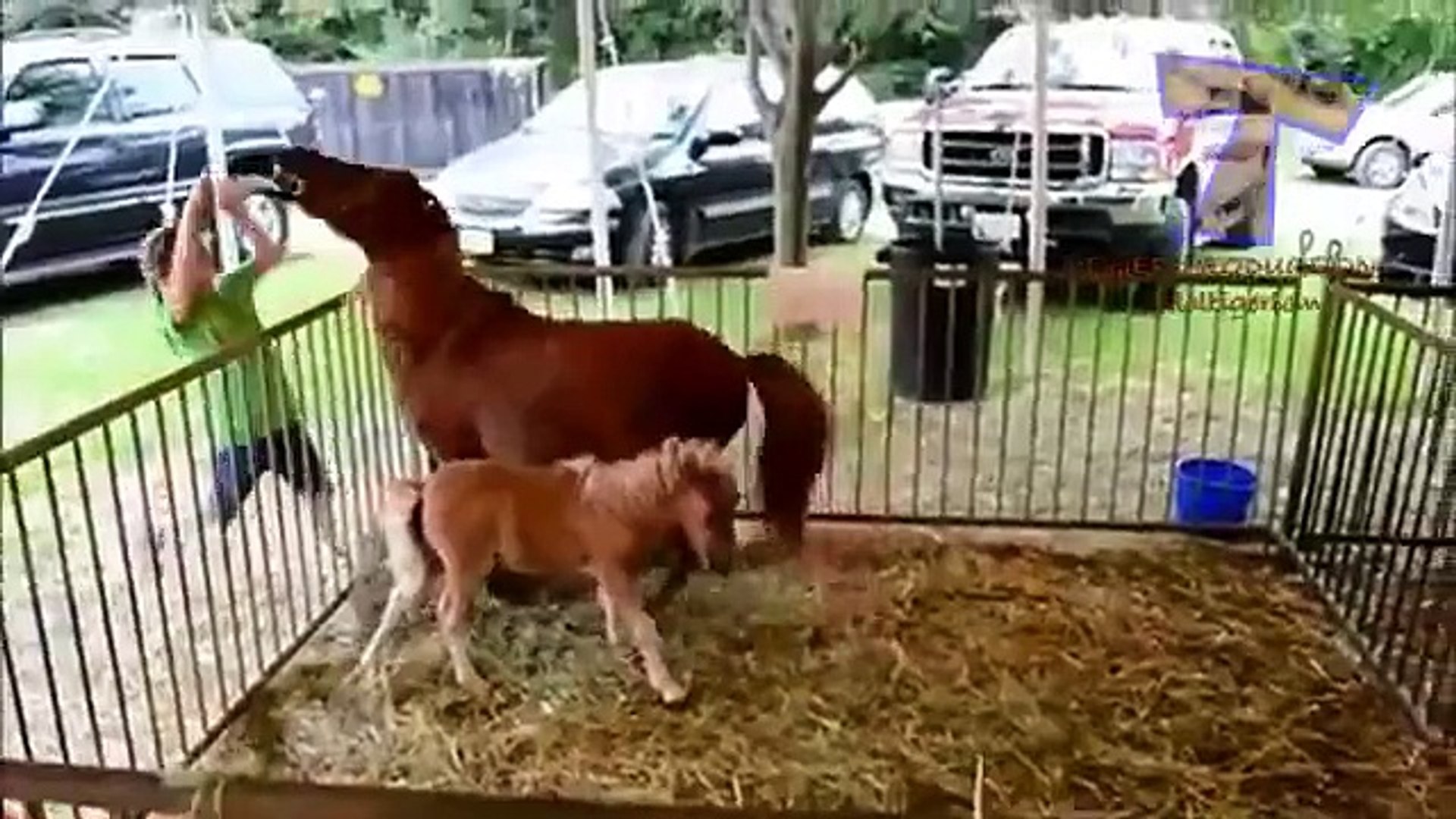 ⁣Забавный зоопарк, прикольные моменты. Смешные животные