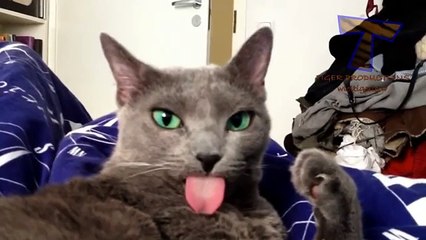 Зачем кошки показывают язык - приколы с котами