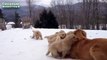 Зимние кошки и собаки. Коты и псы играют в снегу