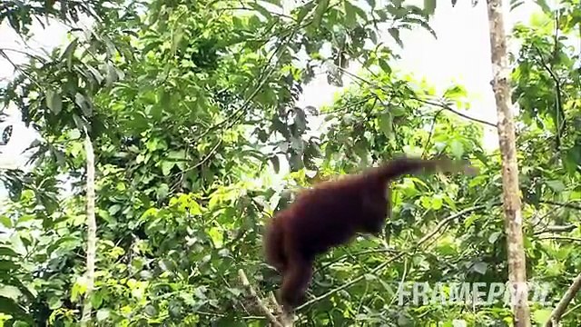 동물과 재미 순간. 전 세계의 재미있는 동물