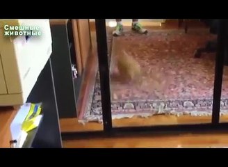 미러링. 동물과 거울 재미