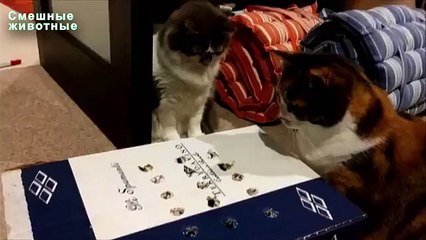 猫のためのゲーム。ボックスにおかしい猫と指