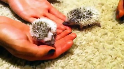 どのようにとげだらけのハリネズミはおかしい動物を収容しています