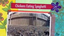 鶏はスパゲッティを食べるように面白い鶏はパスタを食べます