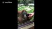 Orangutan watches a YouTube video of orangutans and loves it