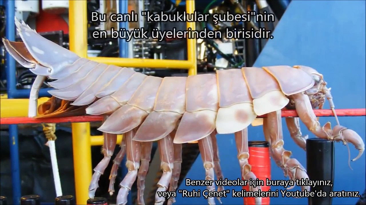 Okyanusun Derinliklerinde Yaşayan 10 Ürkütücü Hayvan