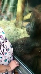 Un orang-outan embrasse le ventre d'une femme enceinte