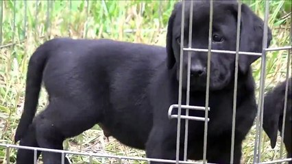 Colorado's Finest Kennel and Ranch Presents 8 Beautiful Yellow and Black Labs
