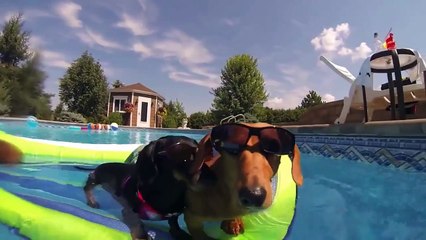 Вечеринка у бассейна. Забавные таксы развлекаются