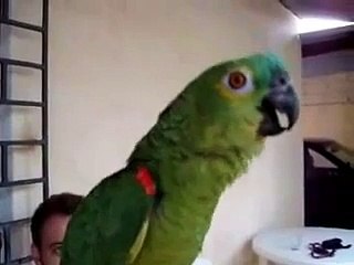 Попугай - оперный певец