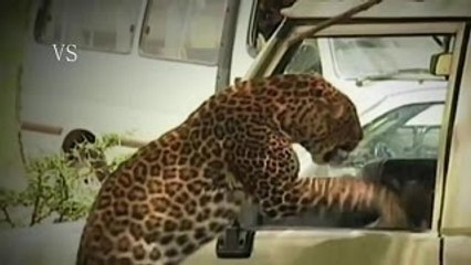 Loucuras Animal: Ep. Instintos Assassinos