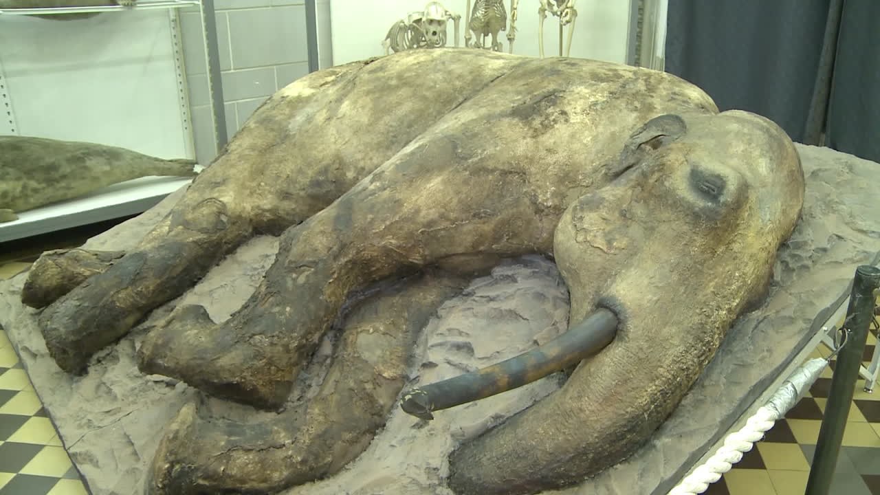 Rússia apresenta um bebê Mamute de 37 mil anos!