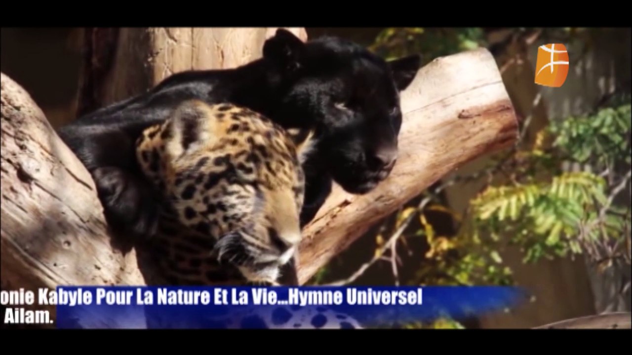 Symphonie Kabyle Pour La Nature Et La Vie.... Hymne Universel À l'Environnement , Par Xaled Ailam