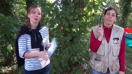 Les minuscules vus par les CPN !