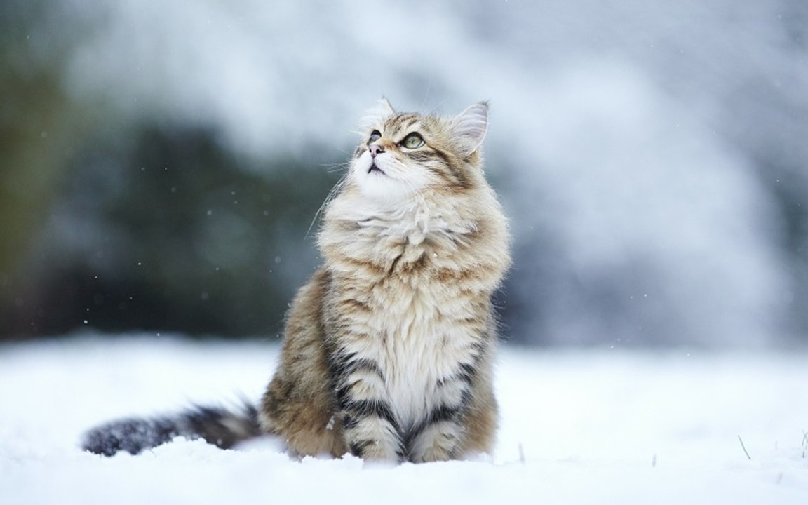 Кот не боится этих собак