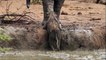 Elephants Help Out Baby Elephant Calf Stuck In Watering Hole