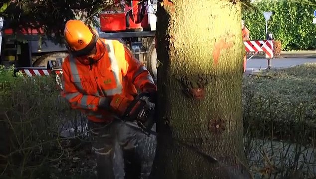 Kerstboom ligt op de dieplader richting Stad - RTV Noord