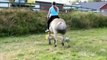Horse Riding Fails Falls Thrills and Spills [2]
