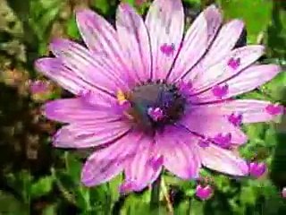 Dhola Tanh Nai Keetian - Talib Hussain Dard