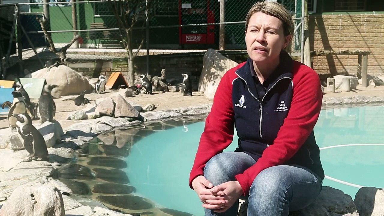 Afrique du Sud: course contre la montre pour sauver les pingouins du Cap