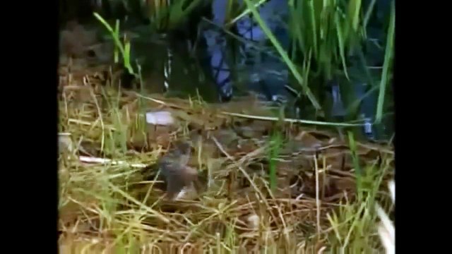 Natural Documentary Most Amazing Moments National Geographic Discovery HD 2015 720p