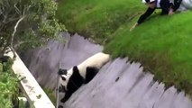 Ce panda géant est tellement maladroit