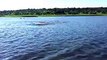 Funny Animal- Hippo Charge on Chobe River Jan2015, recorded with iPhone 6; Botswana, Awesome but crazy dangerous. - Video Dailymotion