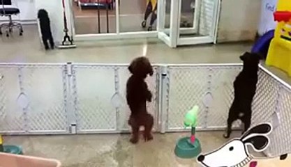Funny Animal- Excited puppy spots its owner - Video Dailymotion