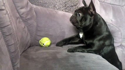 Funny Animals: BlanKy French Bulldog Too Funny