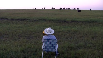 Funny Animals: Serenading the cattle with my trombone (Lorde - Royals)
