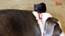 Funny Animals: Cute Piglet Is Best Friends With Pit Bull Terrier Rescue Dog