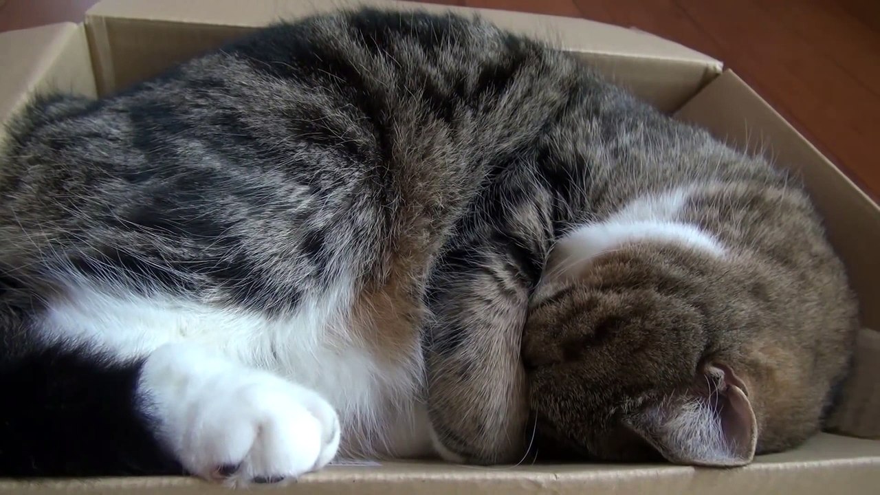 Funny Animals: Maru is sleeping in the box.-