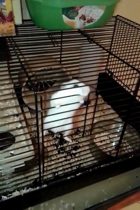 Hamster escapes from cage