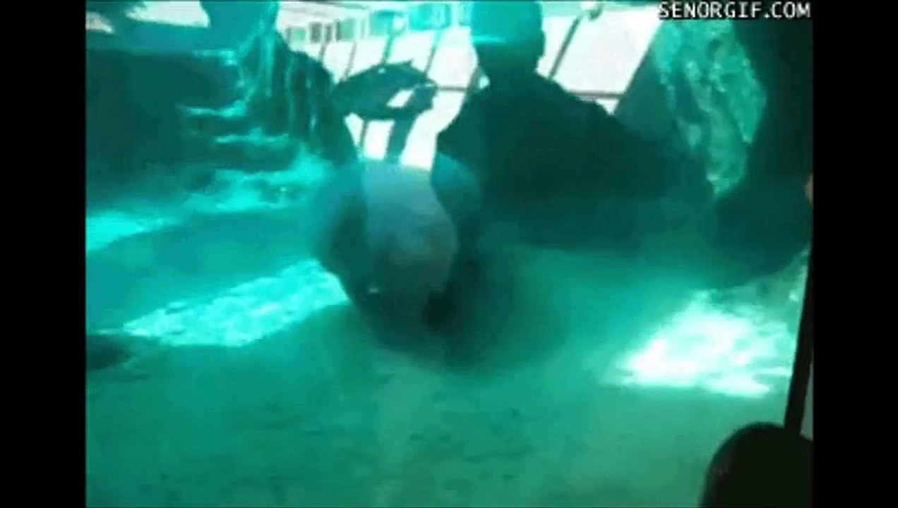 【かわいい！面白い！動物動画】　アニマル系ほっこりムービー-上半期