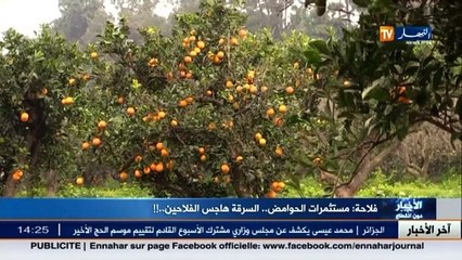 فلاحة: مستثمرات الحوامض.. السرقة هاجس الفلاحين..!!