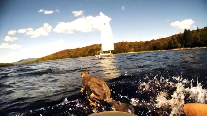 Funny Animals: Squirrel Rescue!