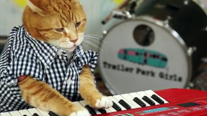 Funny Animals: KEYBOARD CAT 96 TEARS