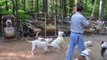 Funny Animals: Dog treadmill