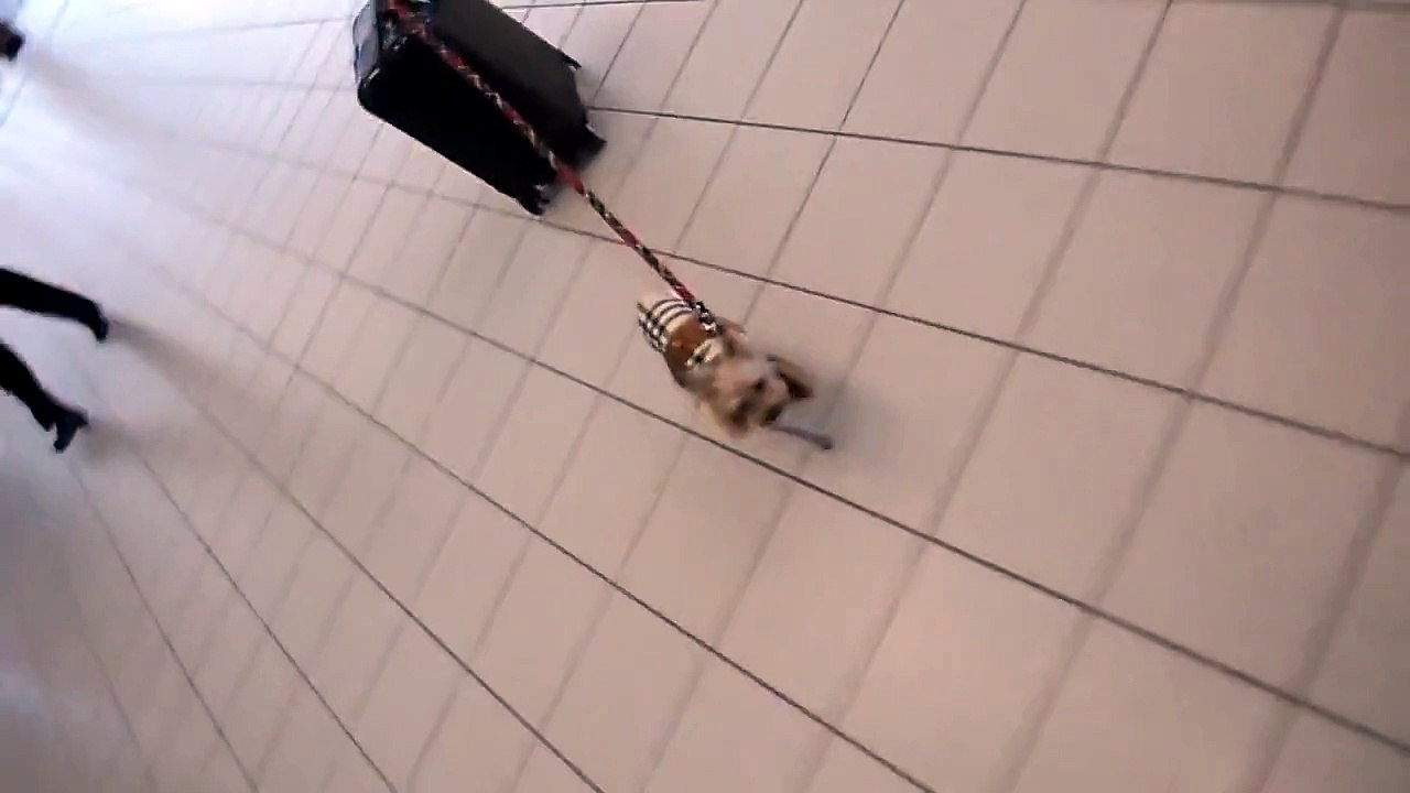 Funny Animals: 3 lb yorkie and his 30 lb carry on