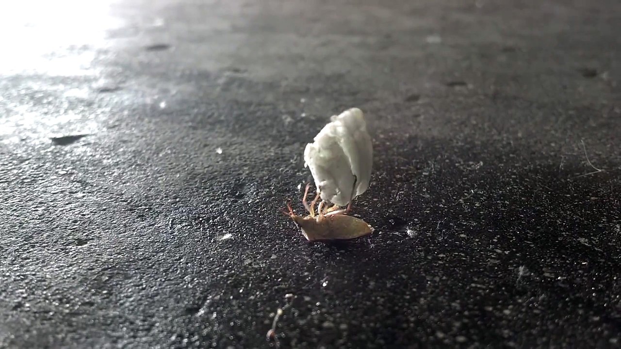 Funny Animals: Bug workout