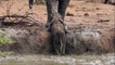 Un éléphant utilise sa trompe pour sauver un éléphanteau