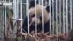 Giant Panda Released Into the Wild