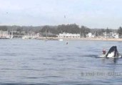 Paddle Boarder Almost Swallowed by Humpback Whale