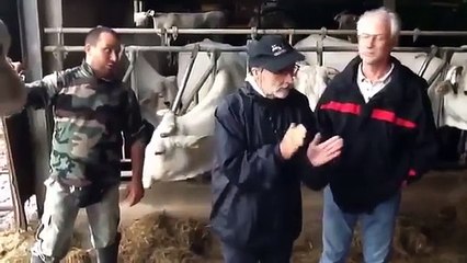 World Heaviest White Bull Breed