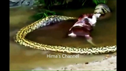WORLDS LARGEST SNAKE FOUND IN MUMBAI INDIA - GIANT INDIAN PYTHON ATTACK COW