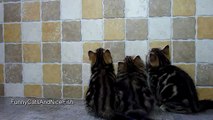 Funny Cats - morning exercises for Kittens