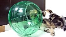 Funny cats. Kittens preparing to Mars in Hamster Ball